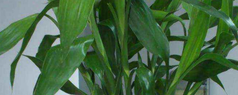 水养竹子叶子发黄怎么补救（水养水竹叶子发黄怎么补救）