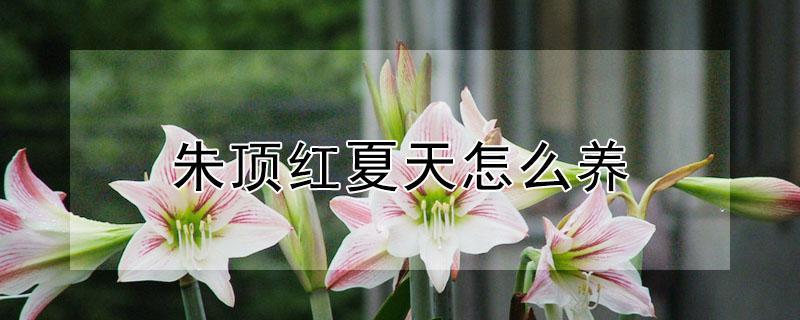 朱顶红夏天怎么养 夏季可以种朱顶红吗