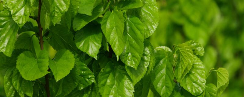 桑叶梅咋样修剪（桑巴三角梅怎么修剪）