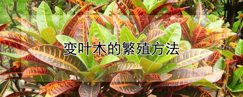 变叶木的繁殖方法（变叶木有种子吗）