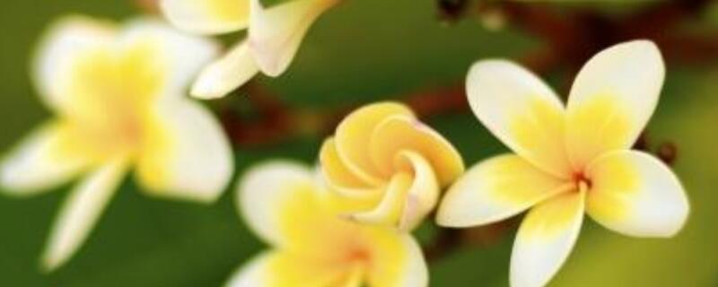 鸡蛋花如何养才能开花 鸡蛋花怎么开花