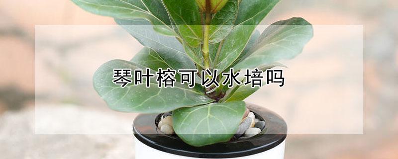 琴叶榕可以水培吗（琴叶榕能不能水培）