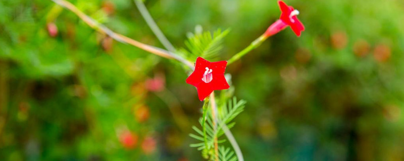 羽叶茑萝的养殖方法和注意事项（羽叶茑萝用什么花盆）