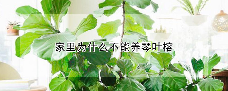 家里为什么不能养琴叶榕（琴叶榕养家里好吗）