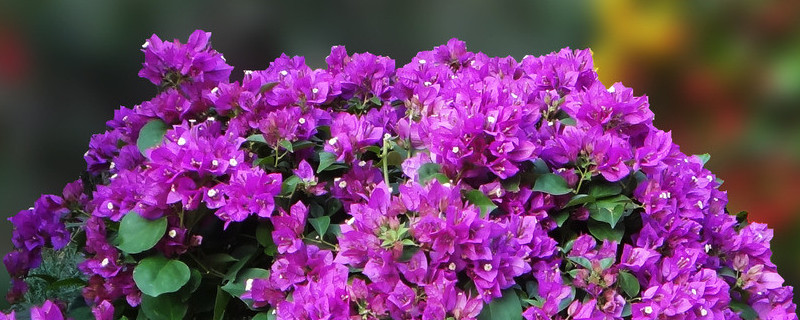 夏季三角梅怎样控水（夏季三角梅如何浇水）