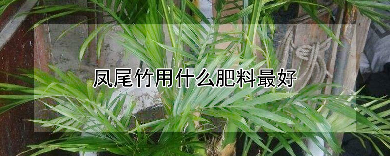 凤尾竹用什么肥料最好 凤尾竹怎样施肥