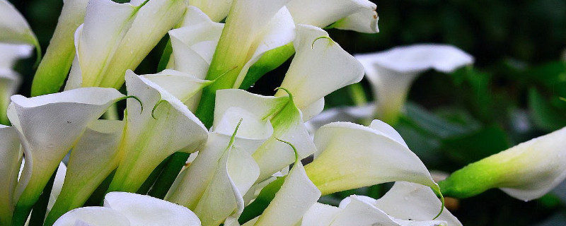 海芋花怎样种(花叶海芋的养殖方法)