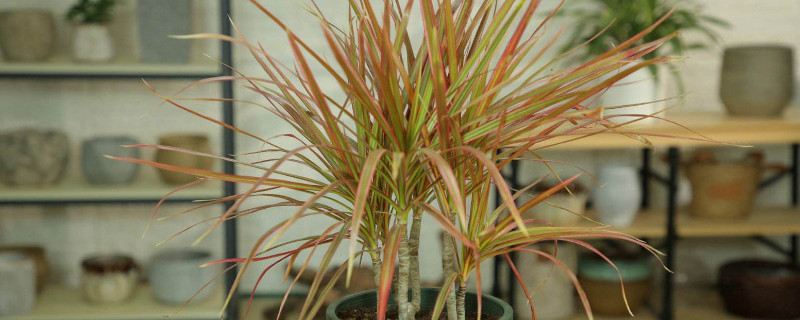 千年木怎样施肥（千年木施什么肥料）