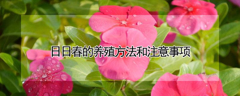 日日春的养殖方法和注意事项 日春花怎么养