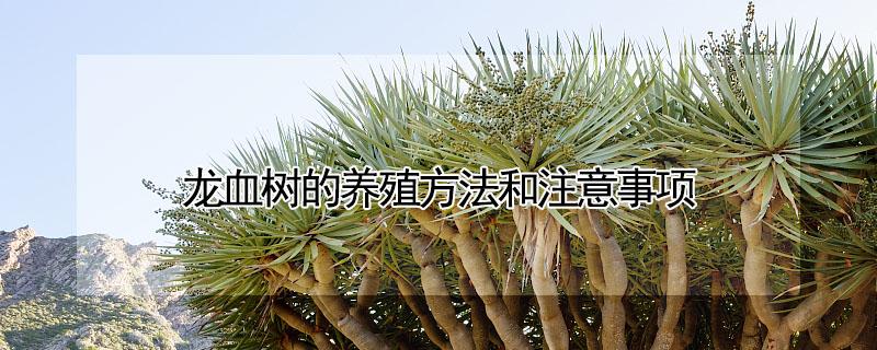 龙血树的养殖方法和注意事项(龙血树的养殖方法和注意事项冬季)