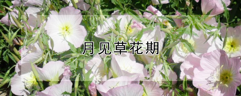 月见草花期 武汉月见草花期