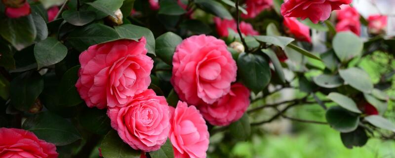 茶花树掉叶子怎么回事(茶花树叶子都掉了怎么办)