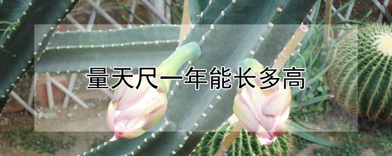 量天尺一年能长多高 量天尺多久长高