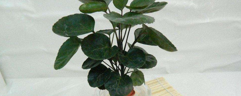 钱兜树的叶子黄怎么办（钱兜树黄叶是什么原因）