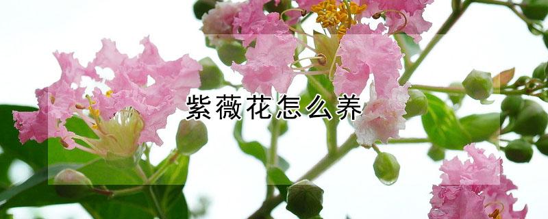 紫薇花怎么养 紫薇花怎么养才开花