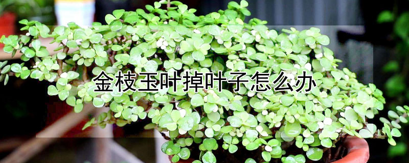 金枝玉叶掉叶子怎么办（金枝玉叶掉叶子怎么办?）