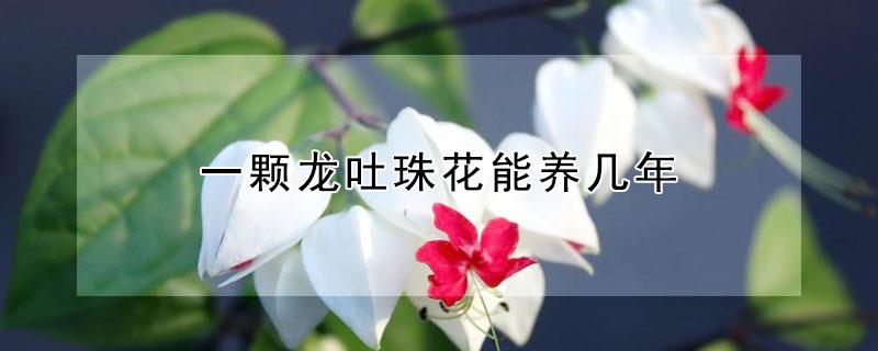 一颗龙吐珠花能养几年（龙吐珠花一般能活多少年）