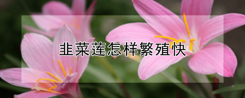 韭菜莲怎样繁殖快 韭莲怎么繁殖