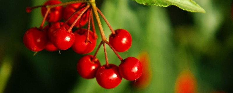 富贵子的养殖方法和注意事项 富贵子的养殖方法和注意事项有哪些?