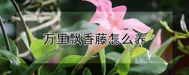 万里飘香藤怎么养（刚买回来的万里飘香藤怎么养）