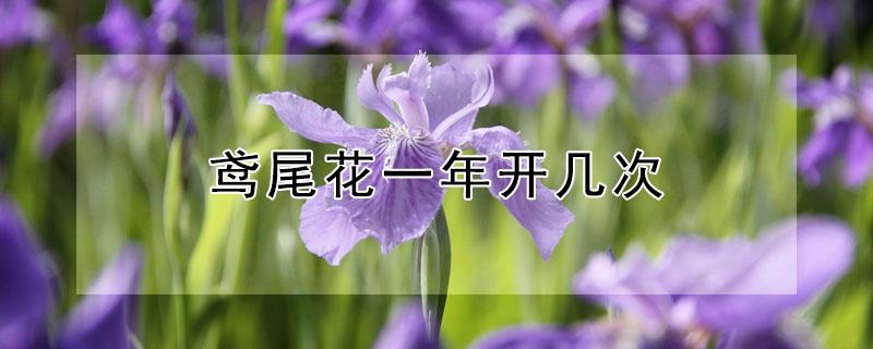 鸢尾花一年开几次 鸢尾兰一年开几次花