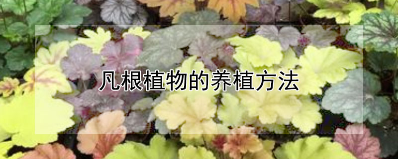 凡根植物的养植方法 凡根的种植方法