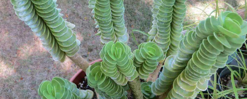 金钱木可以晒太阳吗 金钱木可以暴晒吗