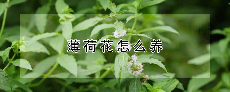 薄荷花怎么养（薄荷花怎么养好）