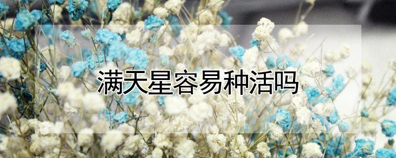 满天星容易种活吗（满天星可以活几年怎么种啊）