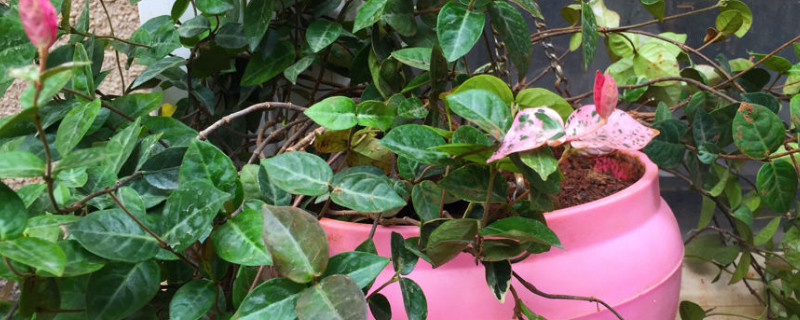 花叶络石换盆后怎么养护（花叶络石怎样换盆）