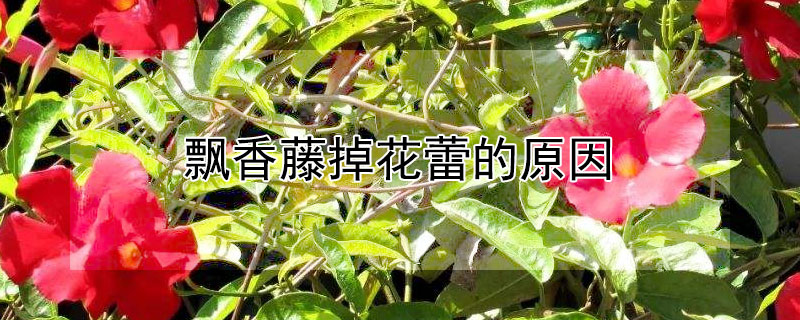 飘香藤掉花蕾的原因（飘香藤花掉花苞是什么原因）