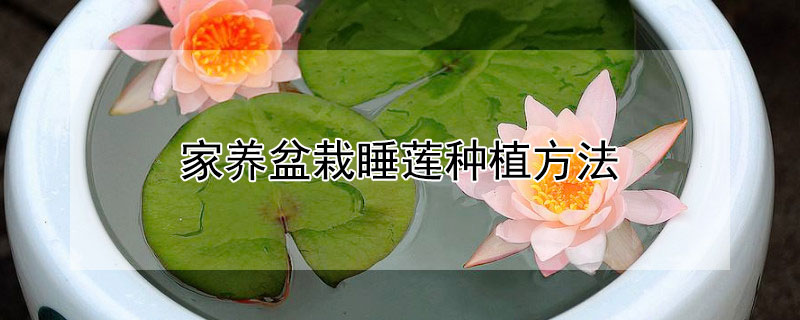 家养盆栽睡莲种植方法 盆栽睡莲的种植方法