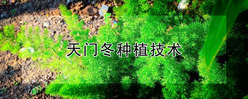 天门冬种植技术 天门冬种植技术与施肥管理