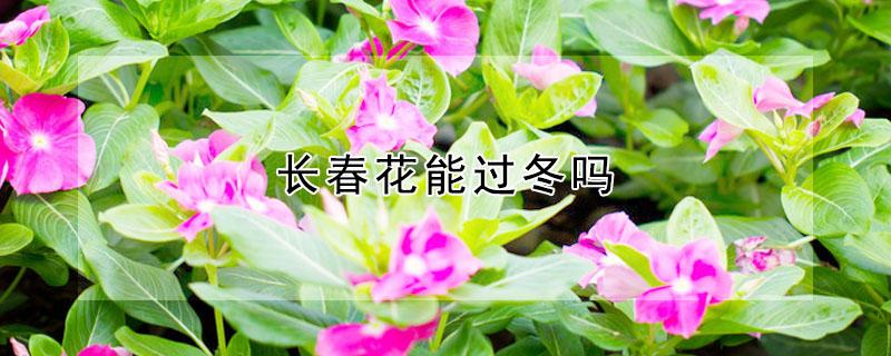 长春花能过冬吗 长春花能过冬天吗?