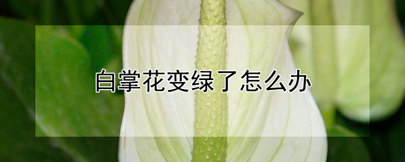 白掌花变绿了怎么办 白掌花变绿了怎么办养有毒吗