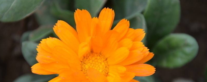 金盏菊种子多久发芽（金盏菊播种后多久开花）