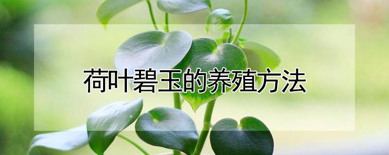 荷叶碧玉的养殖方法 荷叶碧玉可以水养吗