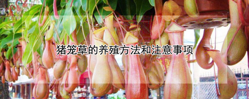 猪笼草的养殖方法和注意事项(养猪笼草需要注意什么)