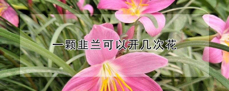 一颗韭兰可以开几次花 韭兰花一年开花几次