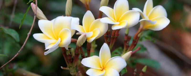 如何让鸡蛋花多开花（怎么促进鸡蛋花开花）