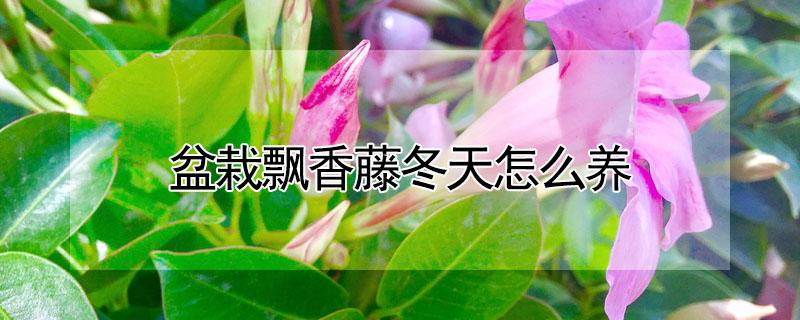 盆栽飘香藤冬天怎么养（地栽飘香藤冬天怎么养护）