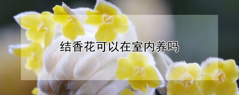 结香花可以在室内养吗(家里能养结香花吗)