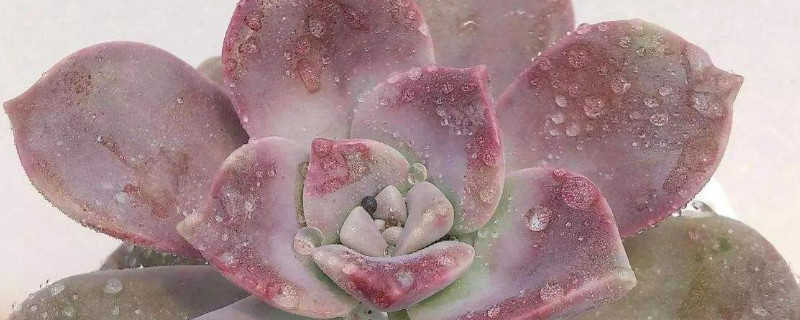 紫乐老桩叶子发软怎么回事 紫乐养多久会变老桩