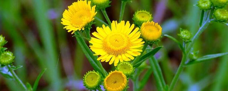 室外植物冬天怎么保温 养花室外冬天怎么保温