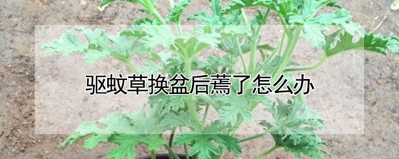 驱蚊草换盆后蔫了怎么办（驱蚊草买回来叶子蔫掉）