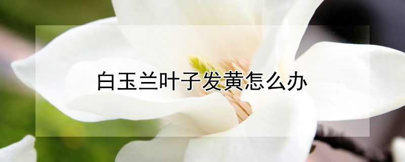 白玉兰叶子发黄怎么办（白玉兰花的叶子有点发黄是怎么回事）