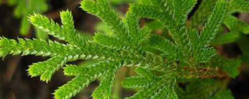 卷柏如何过冬 卷柏的栽培