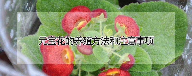 元宝花的养殖方法和注意事项（元宝花怎么养殖方法）