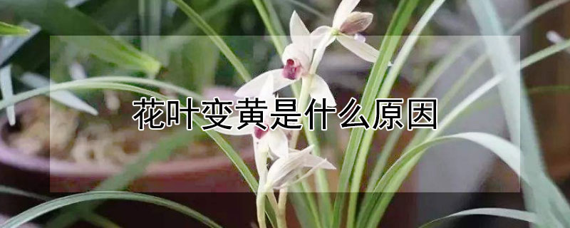 花叶变黄是什么原因（茉莉花叶变黄是什么原因）