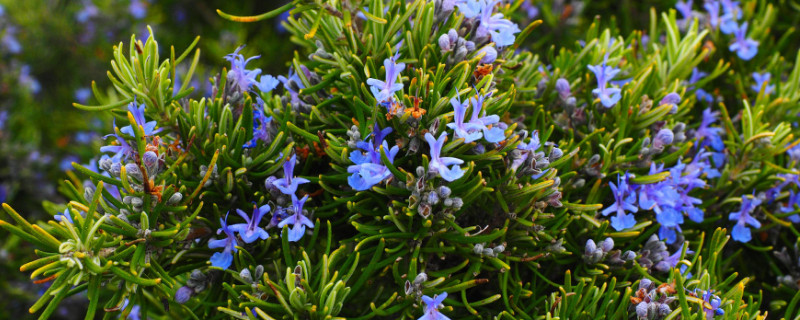 迷迭香多久浇一次水 迷迭香一天浇几次水